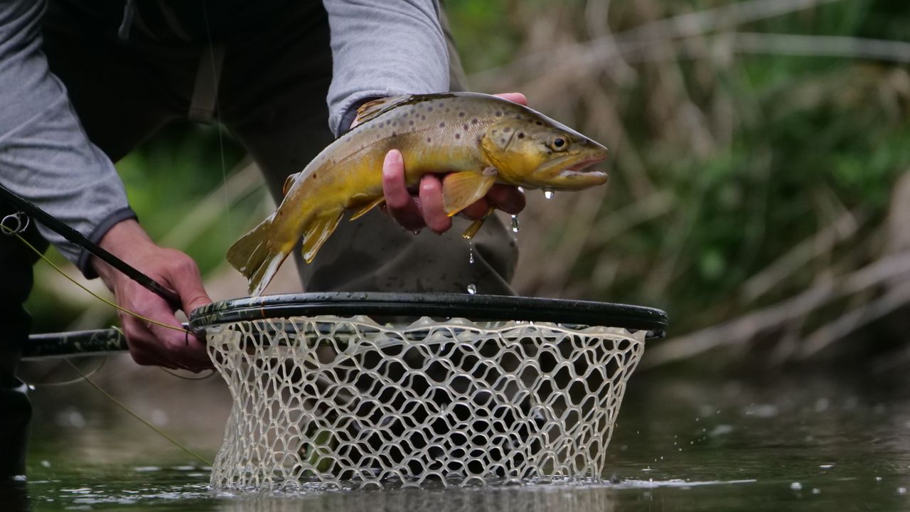 Pescador segurando um peixe durante pescaria no rio