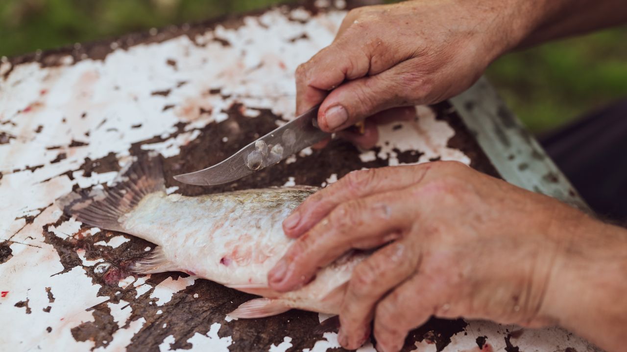 Pescador limpando um peixe com um canivete sobre uma mesa de madeira