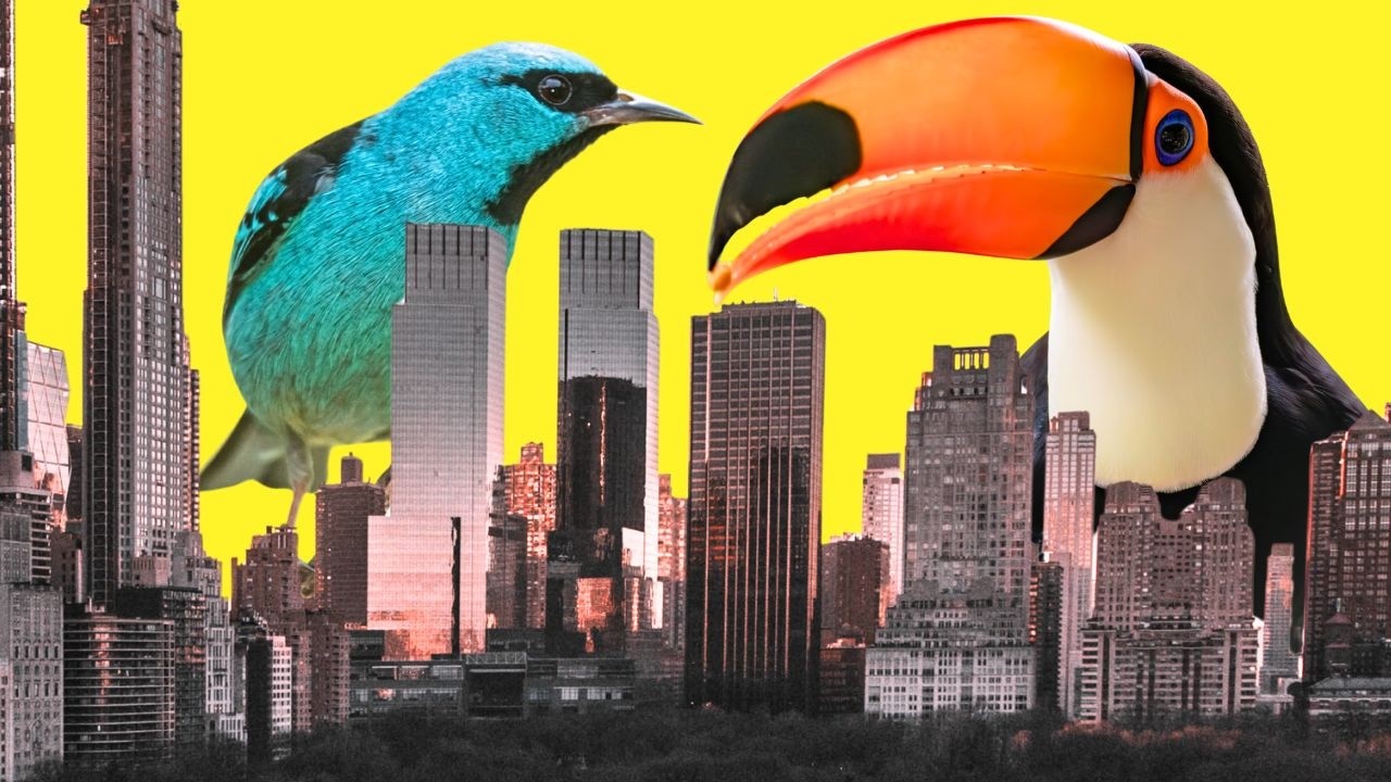 Monóculo compacto para observar aves e paisagens durante uma trilha